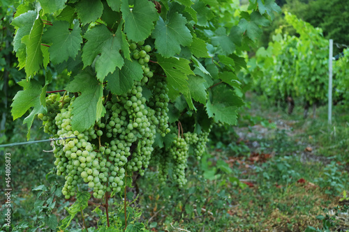 Wallpaper Mural Raw and young grapevine on branches and its tree with green leaves with green nature of a foot of mountain in French vineyard  Torontodigital.ca