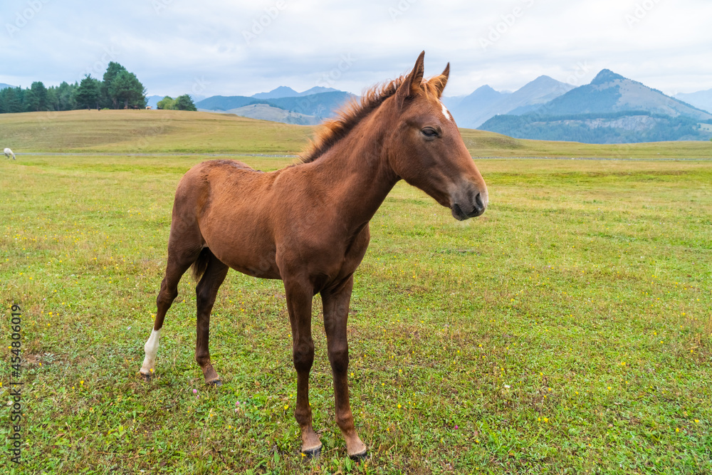 Obraz premium View of a grazing foal in the green mountains. Tusheti, Georgia