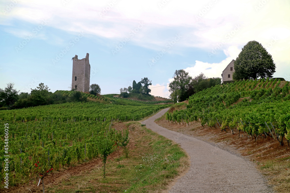French vineyard with old castle in background and sky with the walking path in the commune called 