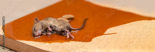 A mouse or rat is caught in a glue trap with cookies as bait. Glue for catching rodents or small pests