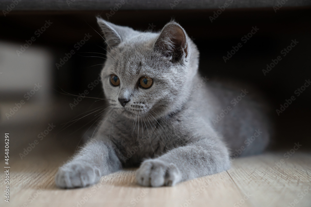 Grey shorthair kitten looking on the left.