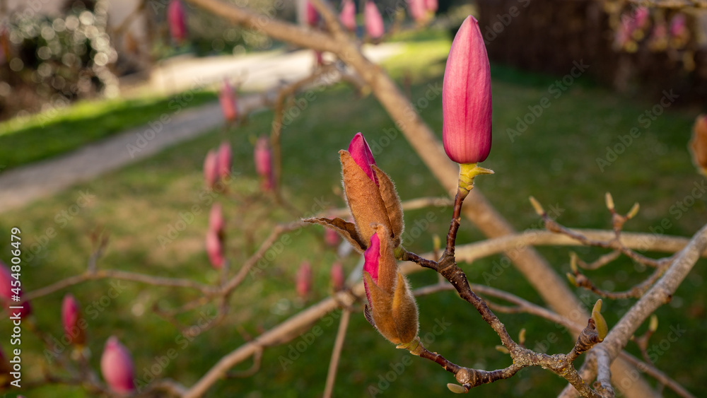 Close-up on the branches of a Magnolia with its three flowers still closed, in spring. Close-up on the branches of a Magnolia with its three flowers still closed, in spring.