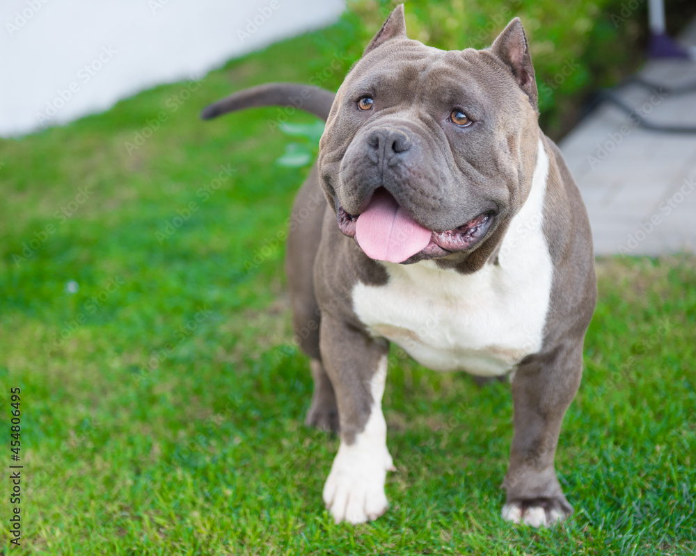 American Bully