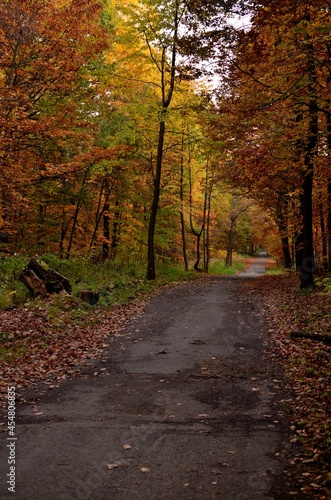 droga przez las © Piotr Łaskawski