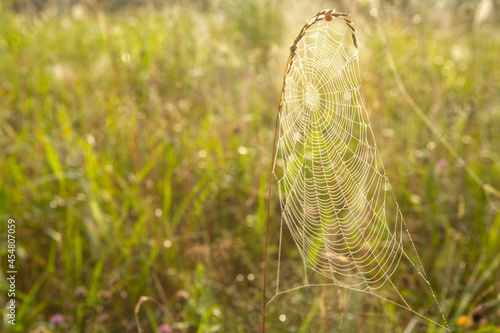 Spider Web Art In Morning Light © Carol