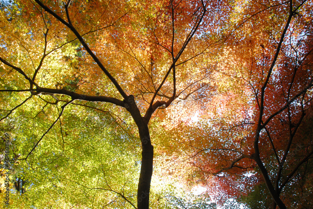 紅葉のカーテン 紅葉のカーテン