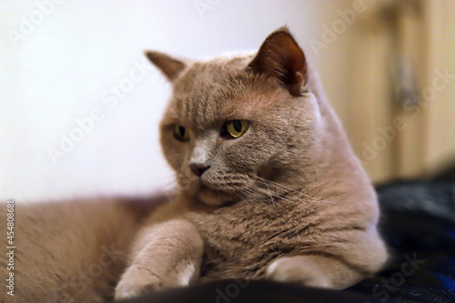Portrait of a cat	
