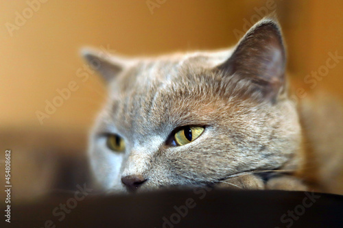 Portrait of a cat	