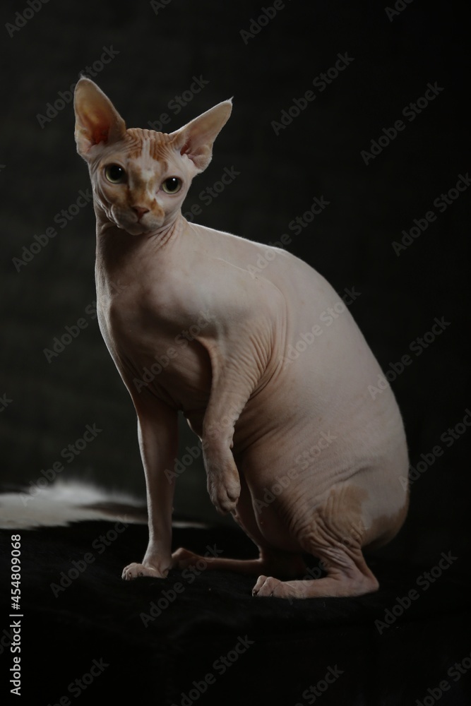 Portrait of a bald cat. The Sphynx cat breed is hairless animals without hair.