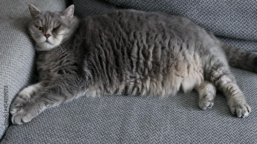 fat British cat sleeps on the sofa and looks