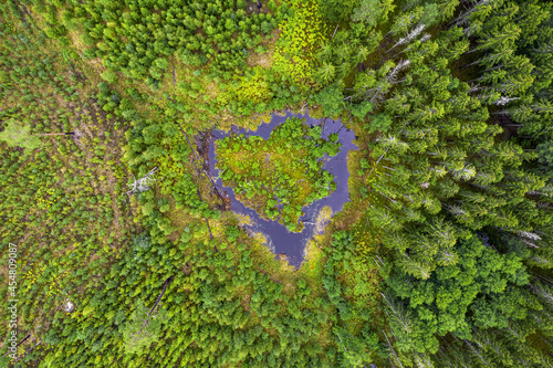 Aereal photo of natural heart shaped bog lake in lilac colors with little island surrounded by old spruce forest and young birch grove in no one known place in Latvia 