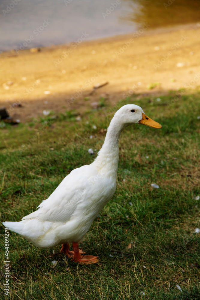 a white adult goose walks on the grass a white adult goose walks on the grass