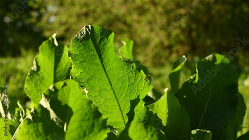 Rumex confertus leafs at the wind static camera, sunlight. High quality 4k footage photo