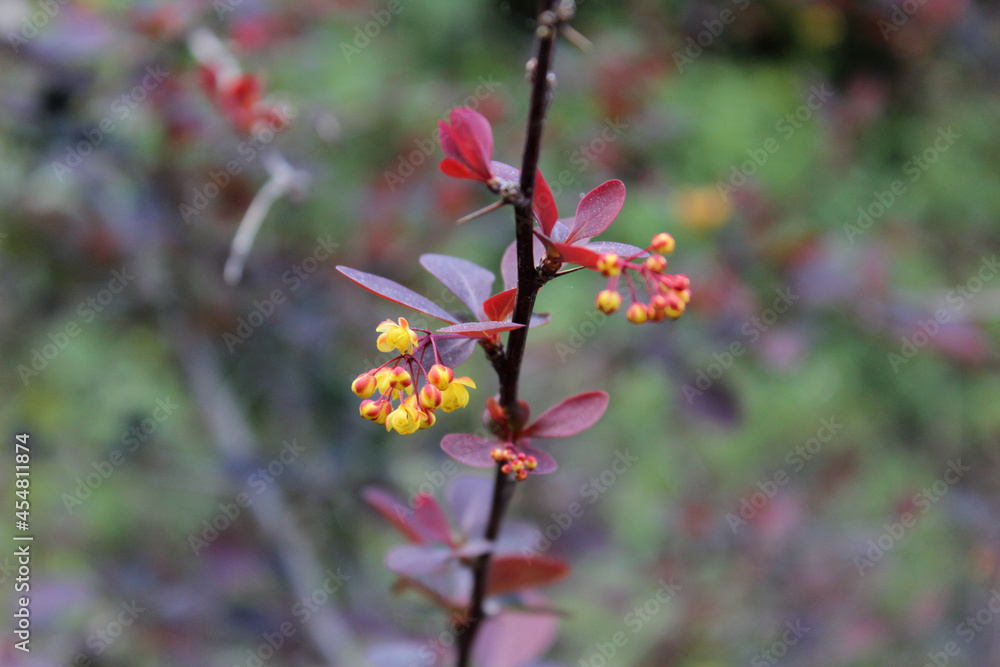 Berberis thunbergii atropurpurea 'Rose Glow'. Branch of Berberis 'Rosy Glow', also called Berberis Rose Glow