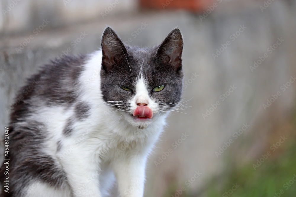 White gray cat licks her nose with her tongue sitting on a street. Portrait of animal outdoors White gray cat licks her nose with her tongue sitting on a street. Portrait of animal outdoors