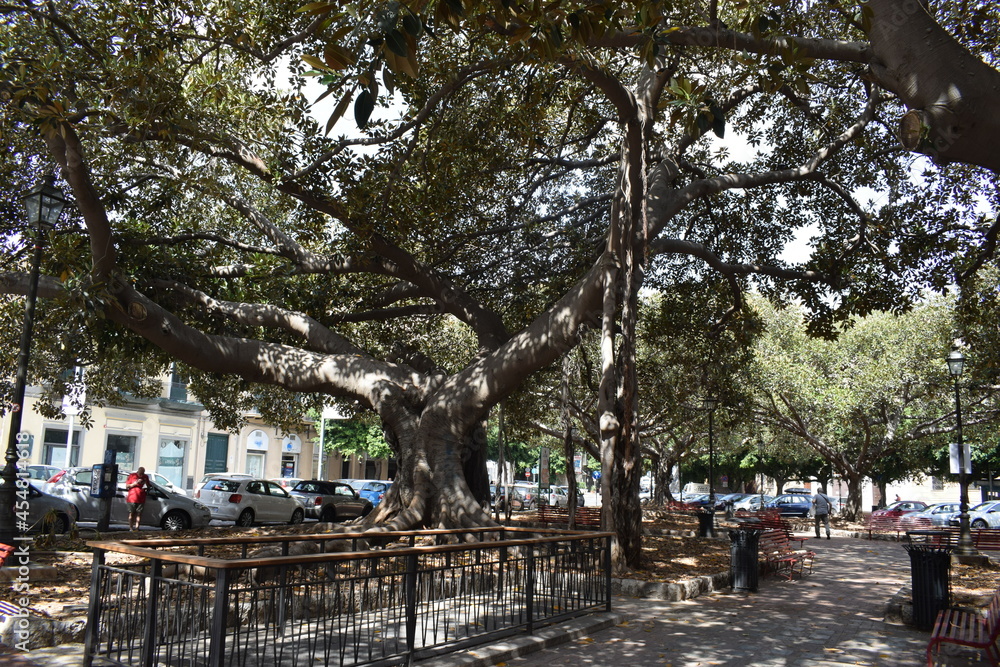 Majestic Ficus macrophylla, commonly known as the Moreton Bay fig or