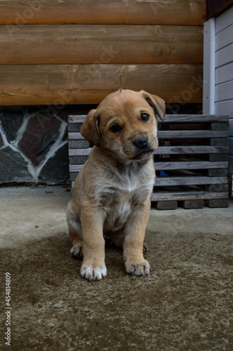 Lonely cold brown puppy with sad eyes close-up outside near a wall of a house on a concrete. Hungry little puppy. Abandoned sad dog in the street.