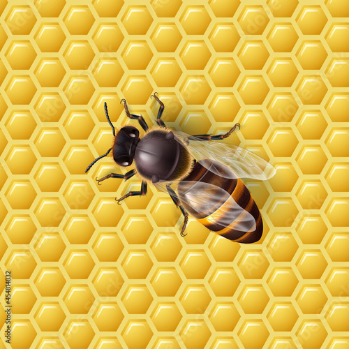Realistic Honey Bee on a Honeycomb. Detailed Top View Illustration of a Worker Bee. Macro Insect Symbol for Natural, Healthy and Organic Food Production © Dvarg