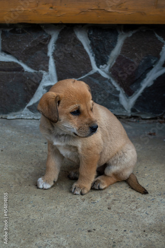 Lonely cold brown puppy with sad eyes close-up outside near a wall of a house on a concrete. Hungry little puppy. Abandoned dog in the street.