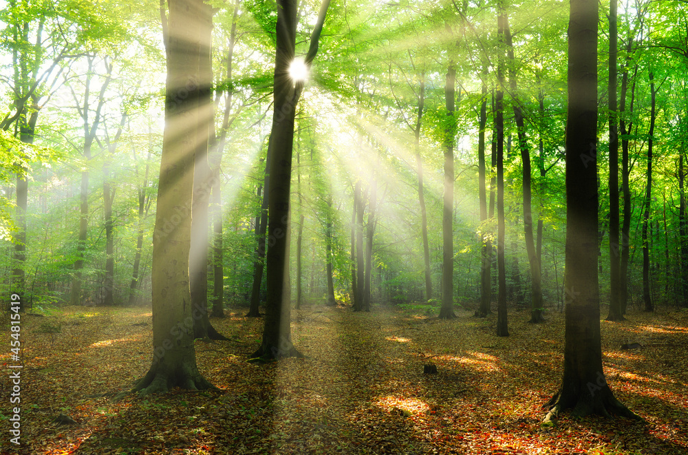 Fototapeta premium Morning in the forest