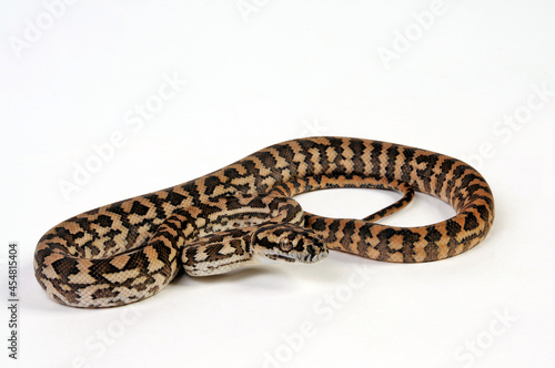 junger Teppichpython // juvenile Carpet python (Morelia spilota) © bennytrapp