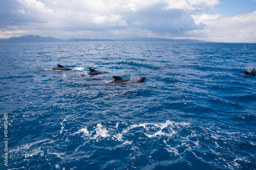 group of pilot whales, blackfish or cetaceans in the family Globicephala, swimming in blue water of Atlantic Ocean, in Strait of Gibraltar 