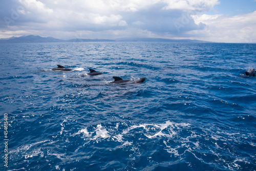 group of pilot whales, blackfish or cetaceans in the family Globicephala, swimming in blue water of Atlantic Ocean, in Strait of Gibraltar
