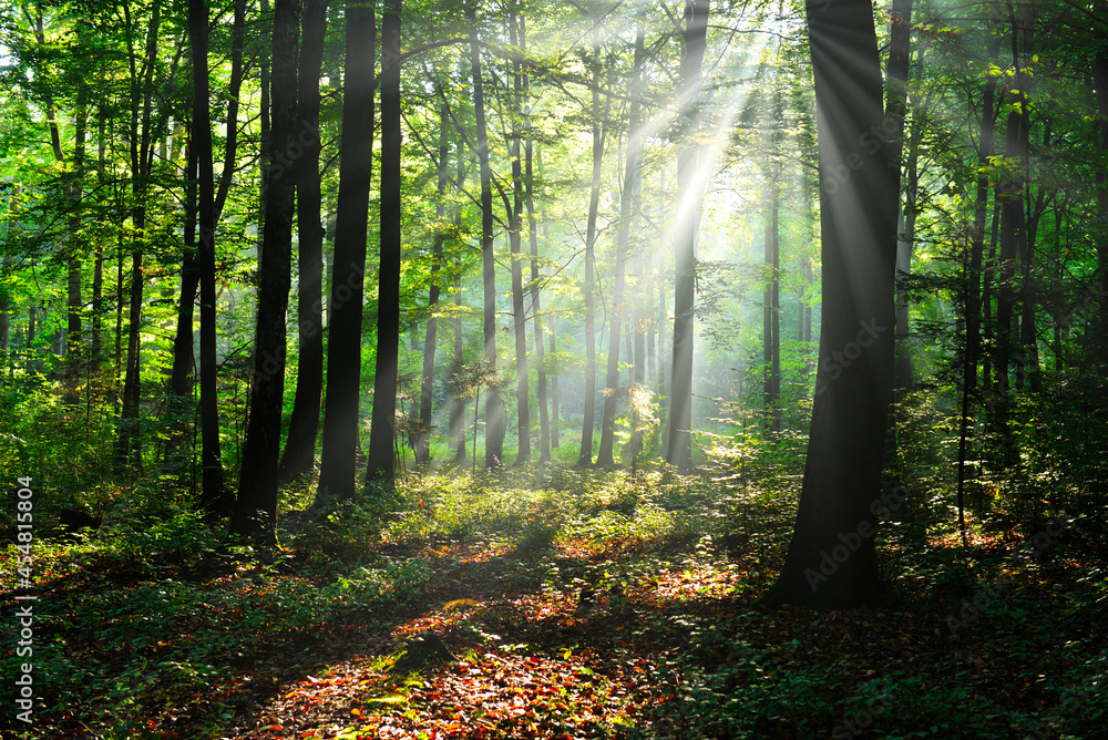 Obraz premium Morning in the forest