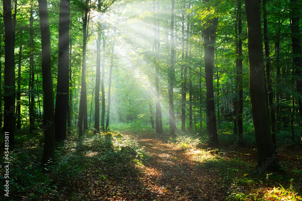 Obraz premium Morning in the forest