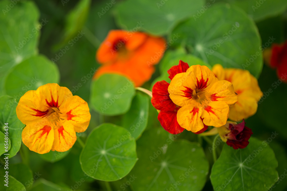 Orange and yellow Tropaeolum blooms in the park Orange and yellow Tropaeolum blooms in the park
