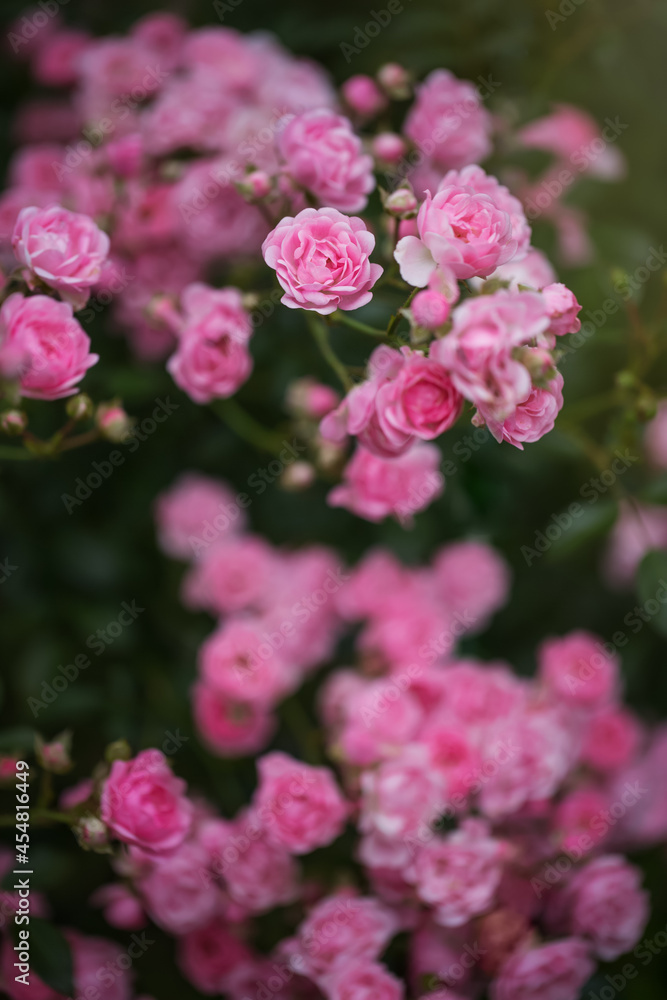 Blooming pink roses outdoors. Selective focus, tinted image. Blooming pink roses outdoors. Selective focus, tinted image.