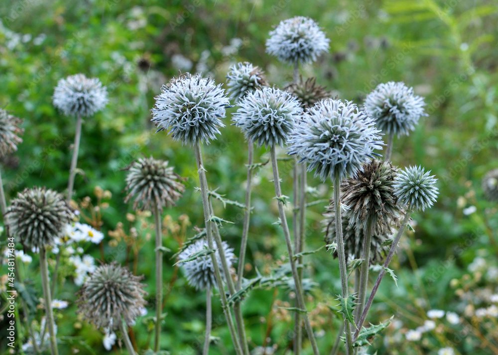 Echinops sphaerocephalus blooms in nature Echinops sphaerocephalus blooms in nature