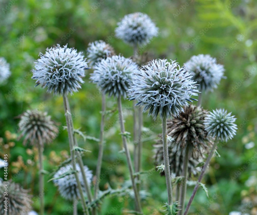 Echinops sphaerocephalus blooms in nature Echinops sphaerocephalus blooms in nature
