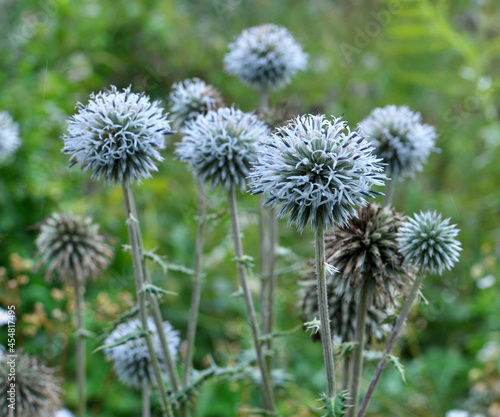 Echinops sphaerocephalus blooms in nature