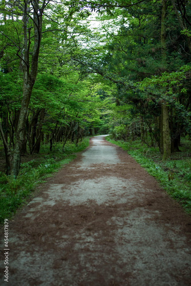 한국, 제주도, 사려니 숲길, 올레길, 곶자왈, 고목, 숲, 산책로, 하이킹, 새싹, 새순 한국, 제주도, 사려니 숲길, 올레길, 곶자왈, 고목, 숲, 산책로, 하이킹, 새싹, 새순