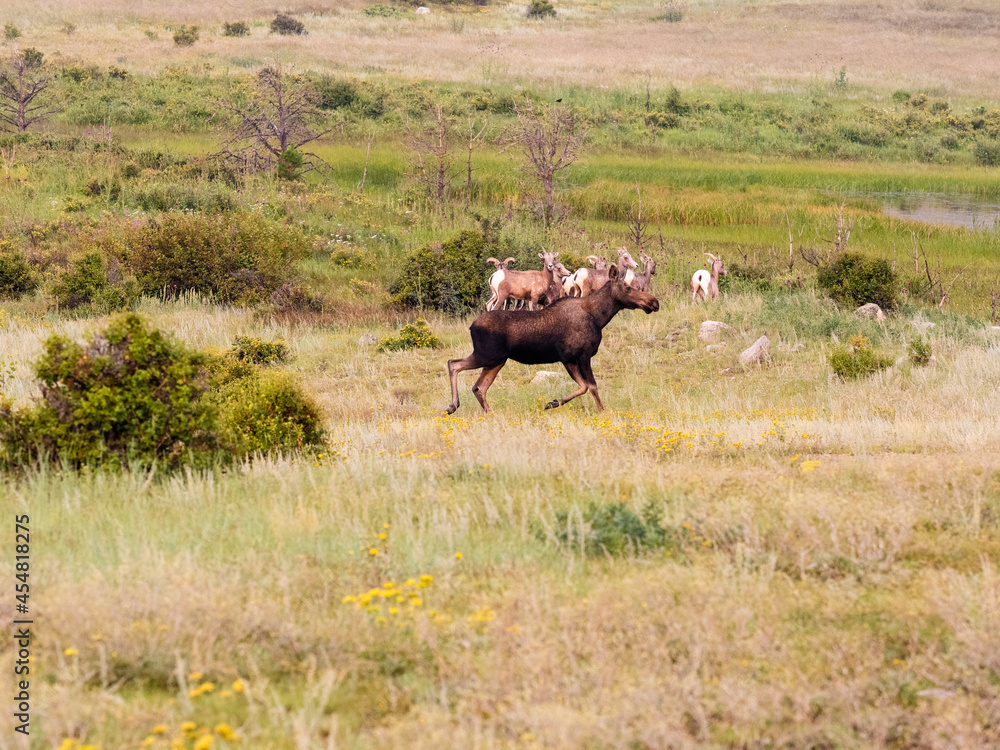 A moose chasing a herd of bighorn sheep through a meadow in Colorado.