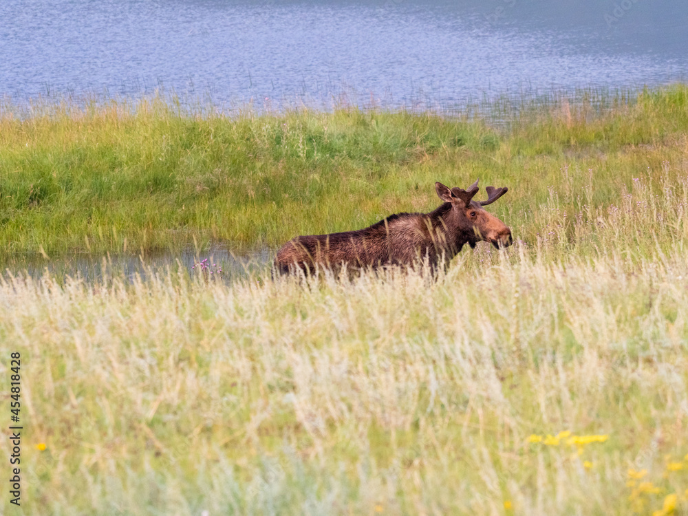Fototapeta premium A female moose standing in a beautiful meadow.