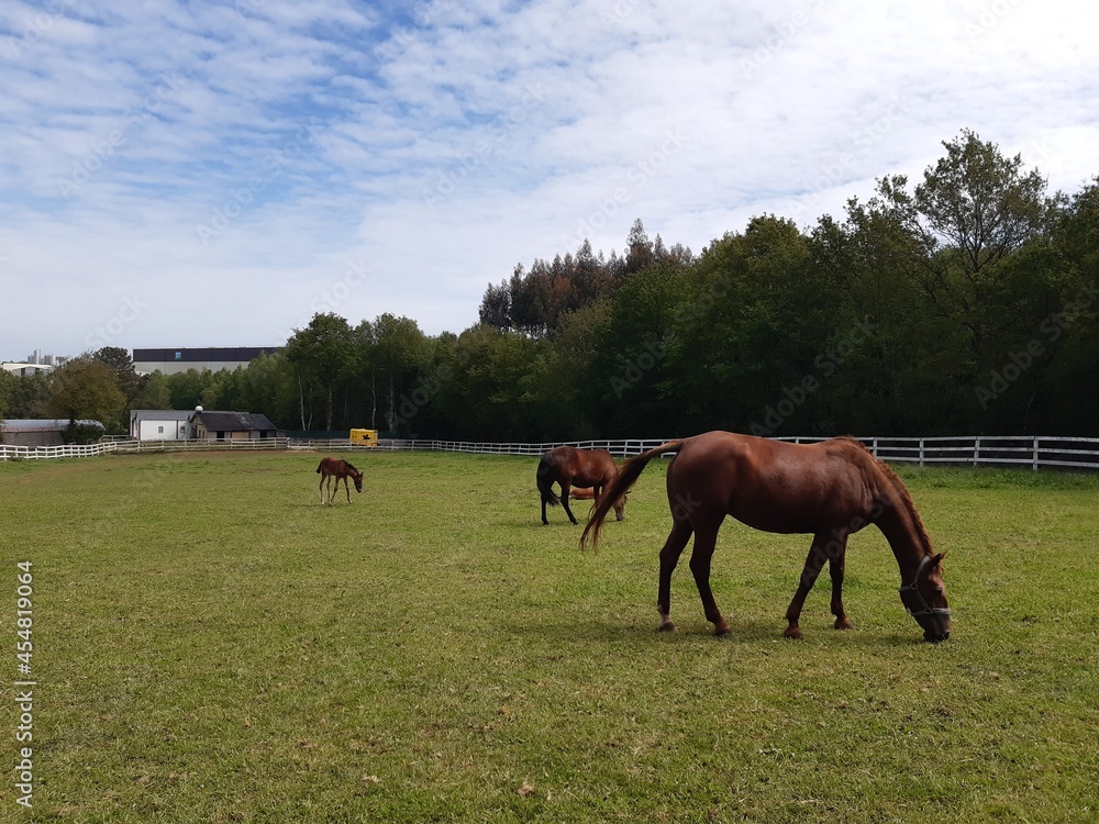 Obraz premium Caballos en un campo en Galicia