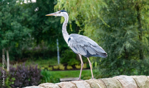 Gray Heron in Alexandra Park Oldham