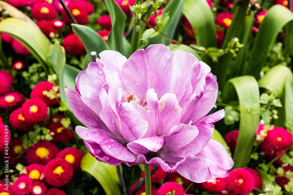 pink tulips in garden pink tulips in garden