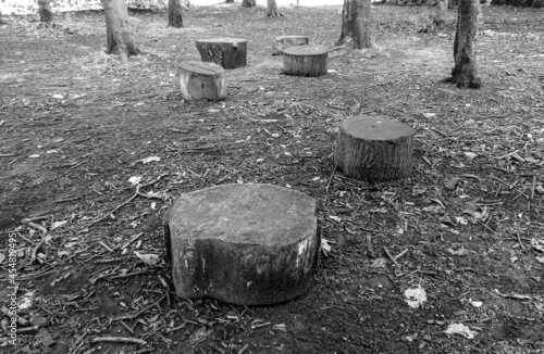 Tree trunks after cutting down trees