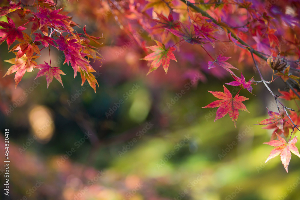 Close up photo of a maple leaf that turned red in autumn season Close up photo of a maple leaf that turned red in autumn season