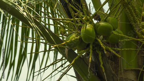 Cocos verdes en una palmera. Laguna de Coyuca, México.  photo