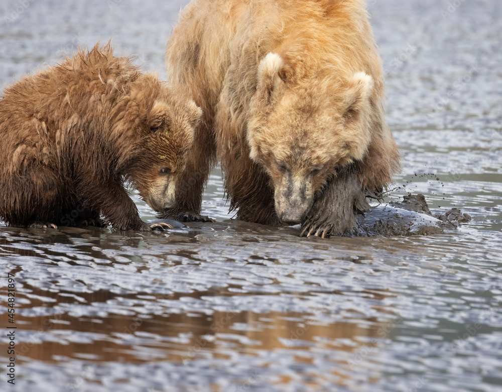 Coastal Brown Bears digging for clams and grazing on sedge grass Lake Clark Alaska USA Coastal Brown Bears digging for clams and grazing on sedge grass Lake Clark Alaska USA