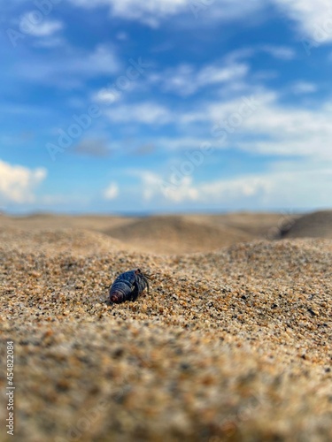 Cangrejo ermitaño reposando en la playa. 