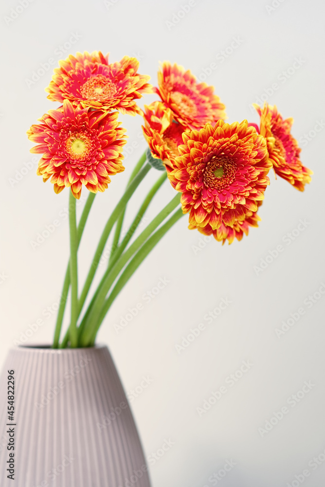 Closeup shot of beautiful delicate colorfull flowers on white background 