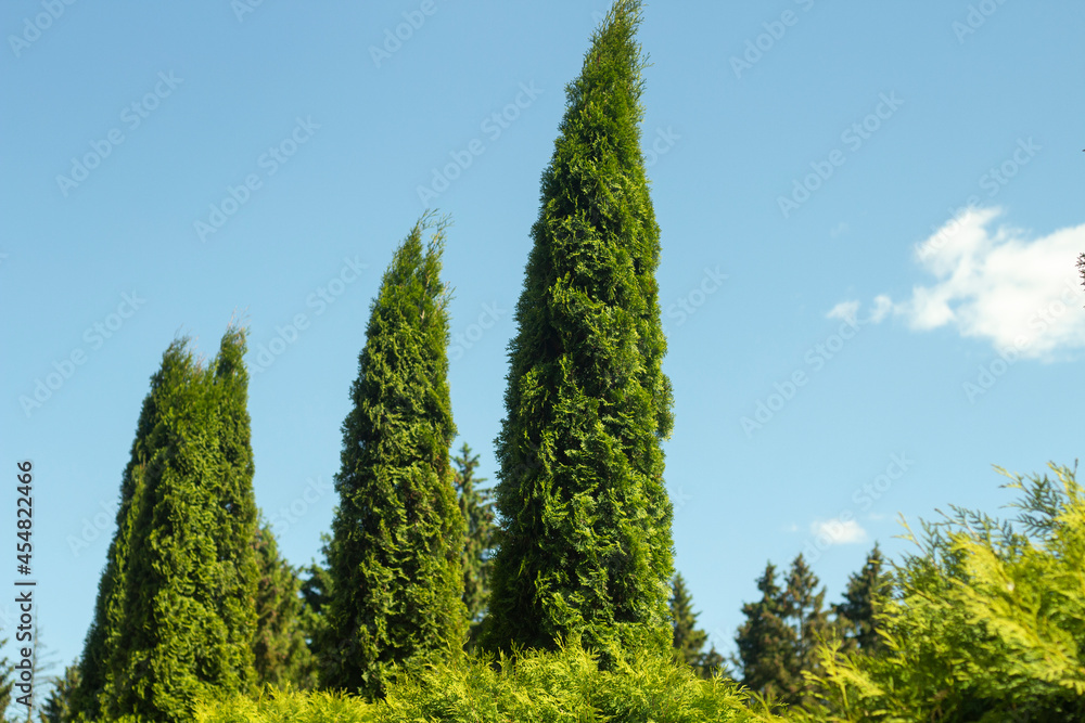 Figured trees in the park. Summer landscape outside the city. Countryside. Figured trees in the park. Summer landscape outside the city. Countryside.
