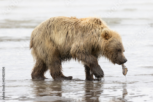 Coastal Brown Bears digging for clams and grazing on sedge grass Lake Clark, Alaska USA