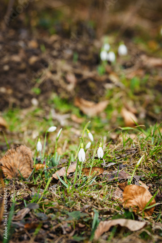 Galanthus - Snowdrops growing on the lawn.