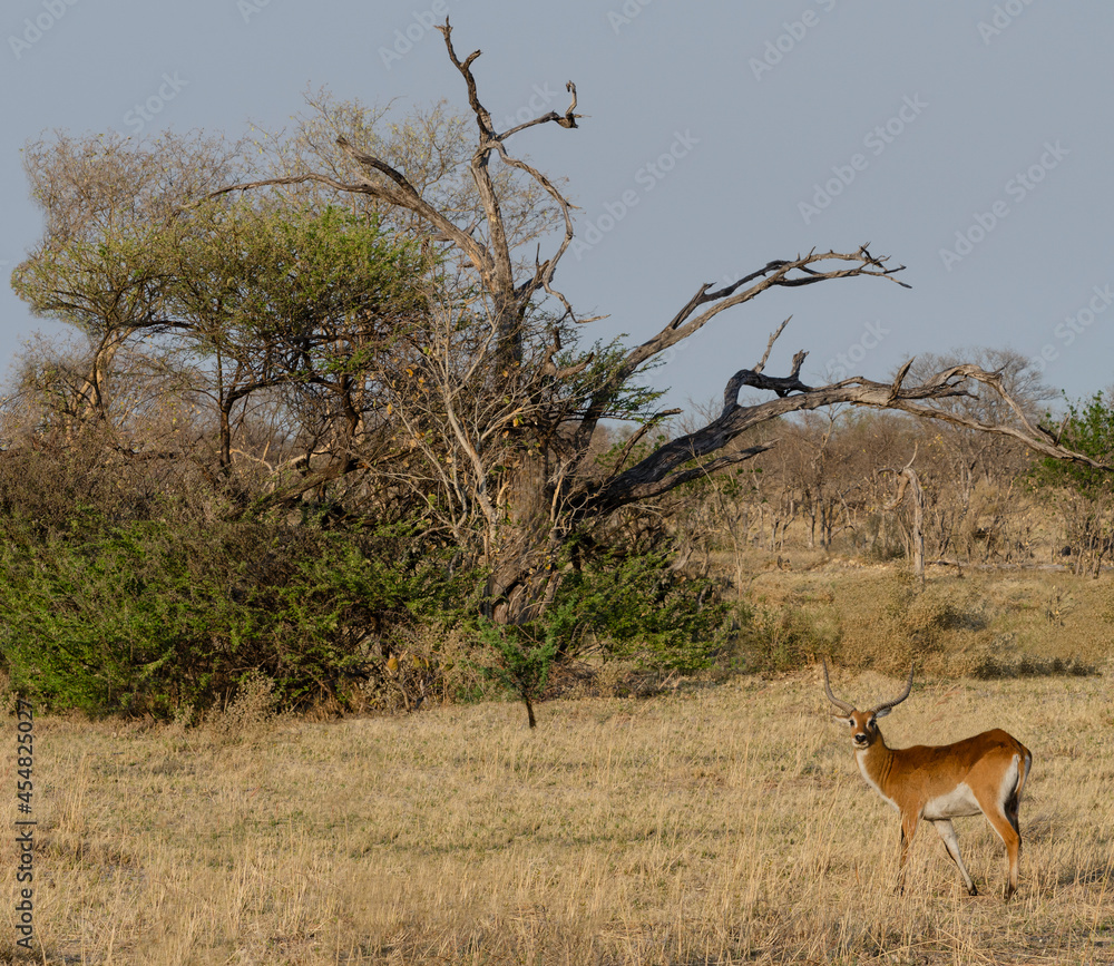 Naklejka premium Lechwe Antelope on African Savannah